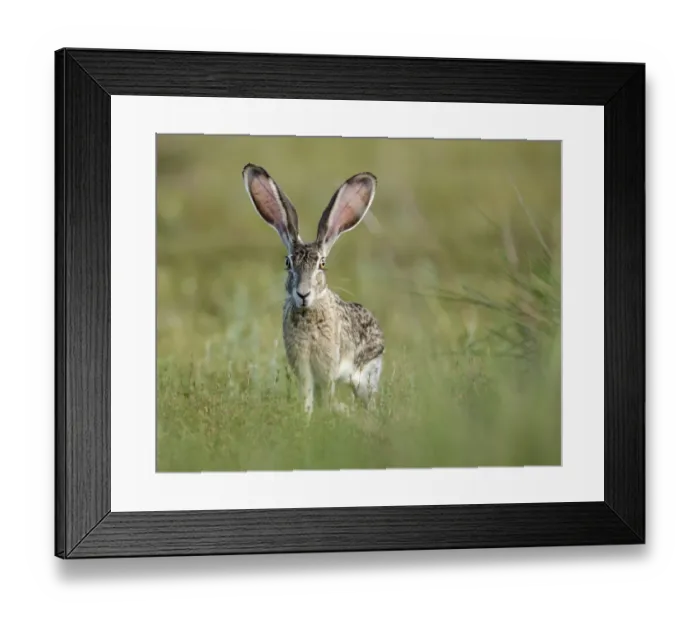 Framed Print : Black-tailed jackrabbit, Lepus californicus, Welder Flats, Texas Framed Print : Black-tailed jackrabbit, Lepus californicus, Welder Flats, Texas