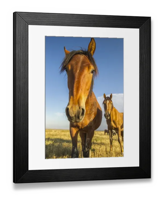 Framed Print : USA, Utah, Tooele County. Wild horses close-up Framed Print : USA, Utah, Tooele County. Wild horses close-up