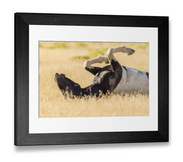 Framed Print : USA, Utah, Tooele County. Wild horse adult rolling in grass Framed Print : USA, Utah, Tooele County. Wild horse adult rolling in grass