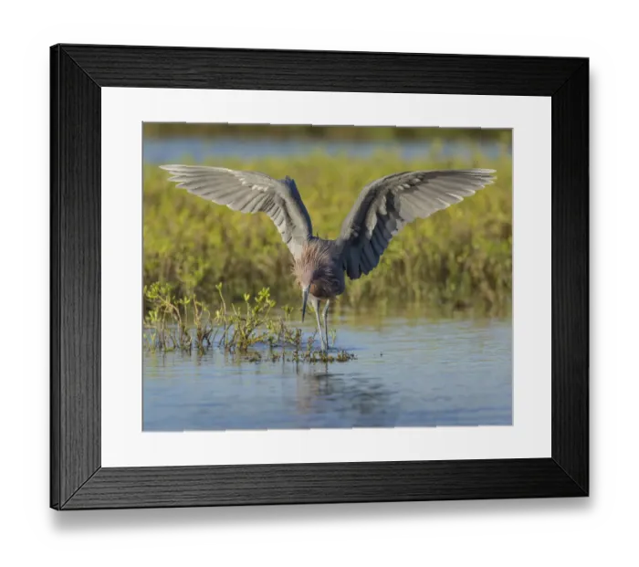 Framed Print : Reddish egret hunting for prey, Egret rufescens, Espiritu Santo, Welder Flats, San Antonio Bay Framed Print : Reddish egret hunting for prey, Egret rufescens, Espiritu Santo, Welder Flats, San Antonio Bay