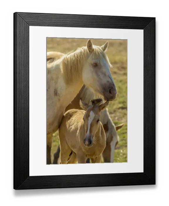Framed Print : USA, Utah, Tooele County. Wild horse mother and colt