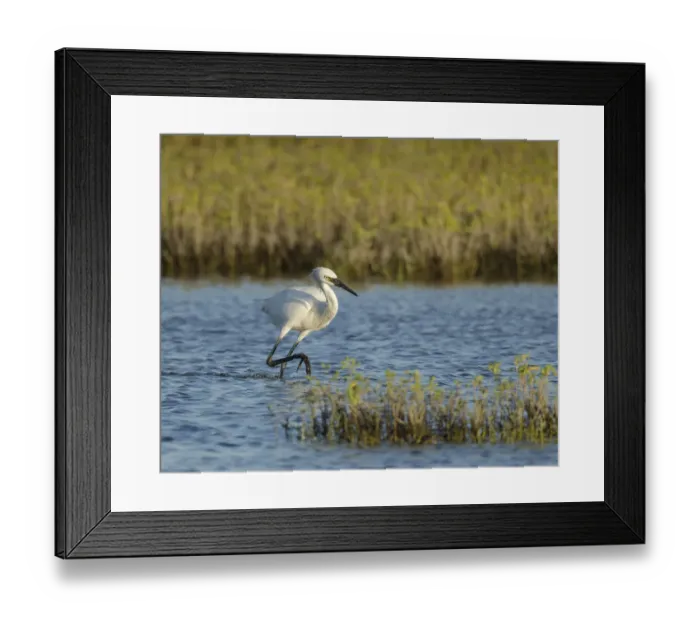Framed Print : Immature white-morph reddish egret, Egretta rufescens, San Antonio Bay, Texas Framed Print : Immature white-morph reddish egret, Egretta rufescens, San Antonio Bay, Texas