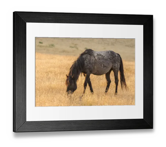 Framed Print : USA, Utah, Tooele County. Wild horse adult at sunrise Framed Print : USA, Utah, Tooele County. Wild horse adult at sunrise