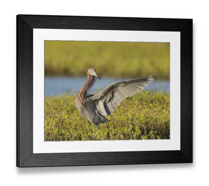 Framed Print : Reddish egret hunting for prey, Egret rufescens, Espiritu Santo, Welder Flats, San Antonio Bay