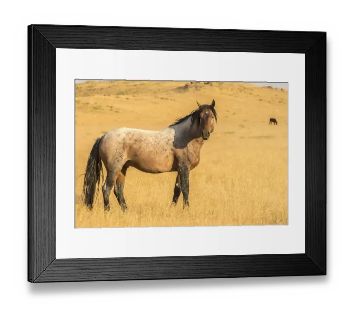 Framed Print : USA, Utah, Tooele County. Wild horse adult profile