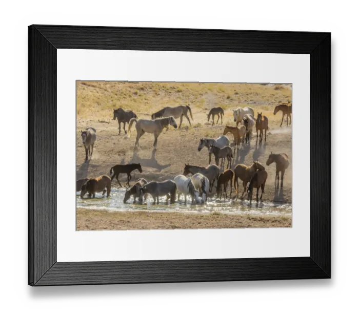 Framed Print : USA, Utah, Tooele County. Wild horses drinking from waterhole Framed Print : USA, Utah, Tooele County. Wild horses drinking from waterhole