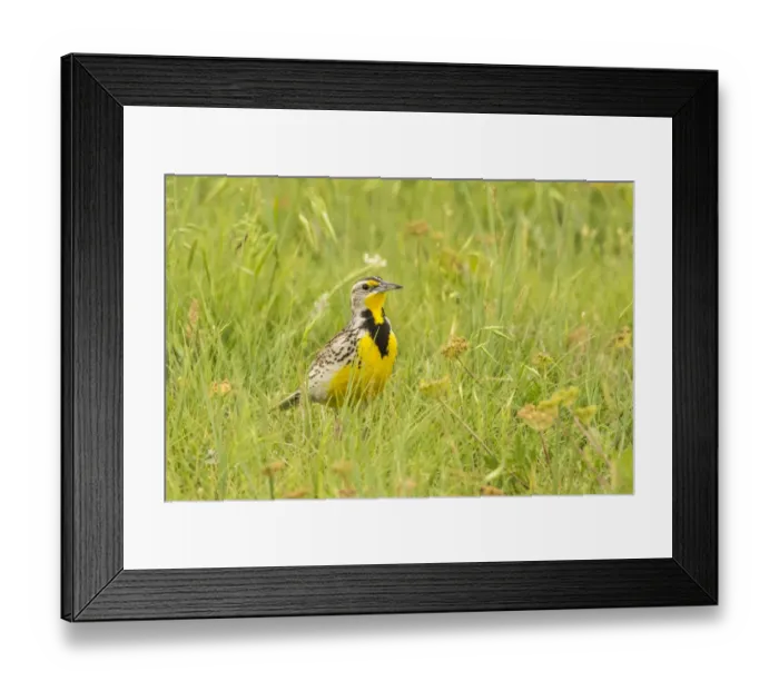 Framed Print : USA, South Dakota, Badlands National Park. Western meadowlark close-up. Credit as