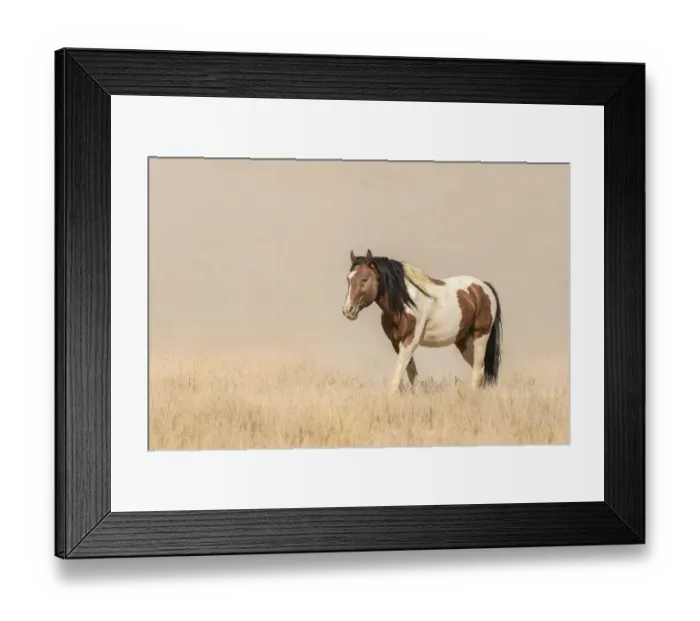 Framed Print : USA, Utah, Tooele County. Wild horse close-up