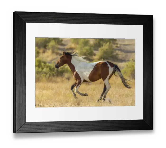 Framed Print : USA, Utah, Tooele County. Wild horse running Framed Print : USA, Utah, Tooele County. Wild horse running