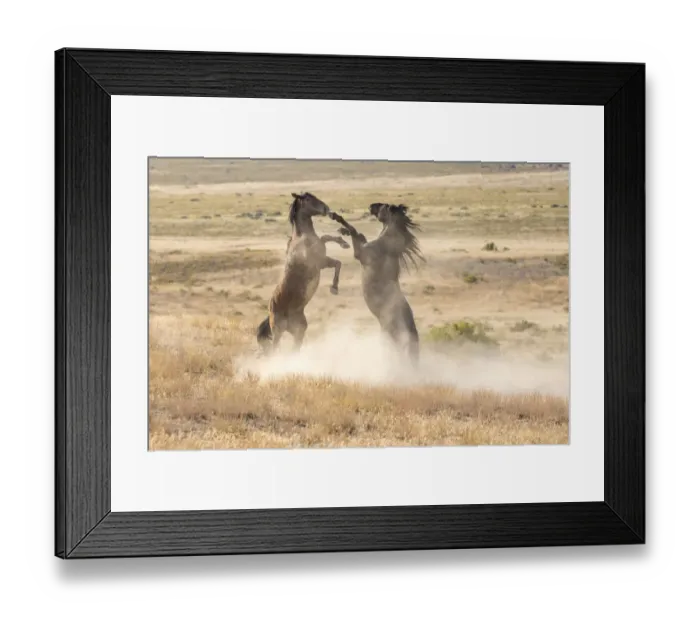 Framed Print : USA, Utah, Tooele County. Wild stallions fighting