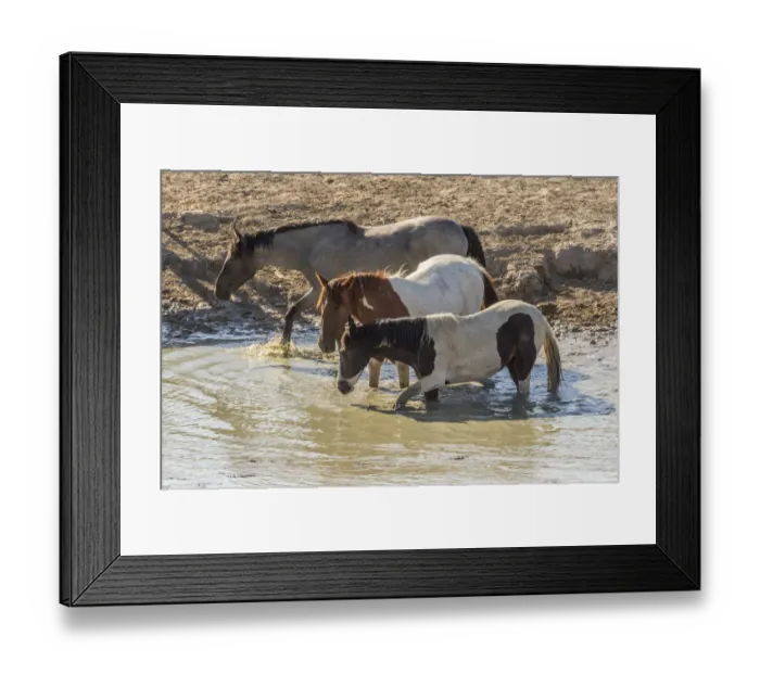 Framed Print : USA, Utah, Tooele County. Wild horses drinking from waterhole