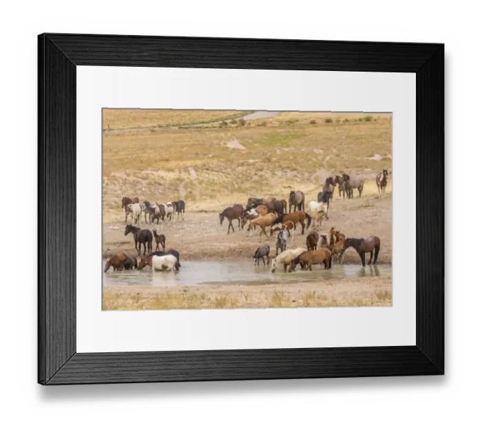 Framed Print : USA, Utah, Tooele County. Wild horses drinking from waterhole Framed Print : USA, Utah, Tooele County. Wild horses drinking from waterhole