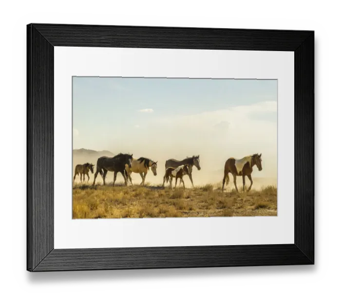 Framed Print : USA, Utah, Tooele County. Wild horses walking Framed Print : USA, Utah, Tooele County. Wild horses walking