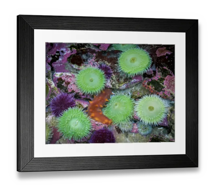 Framed Print : USA, Oregon, Newport. Green sea anemones and orange sea slug in tide pool exhibit Framed Print : USA, Oregon, Newport. Green sea anemones and orange sea slug in tide pool exhibit
