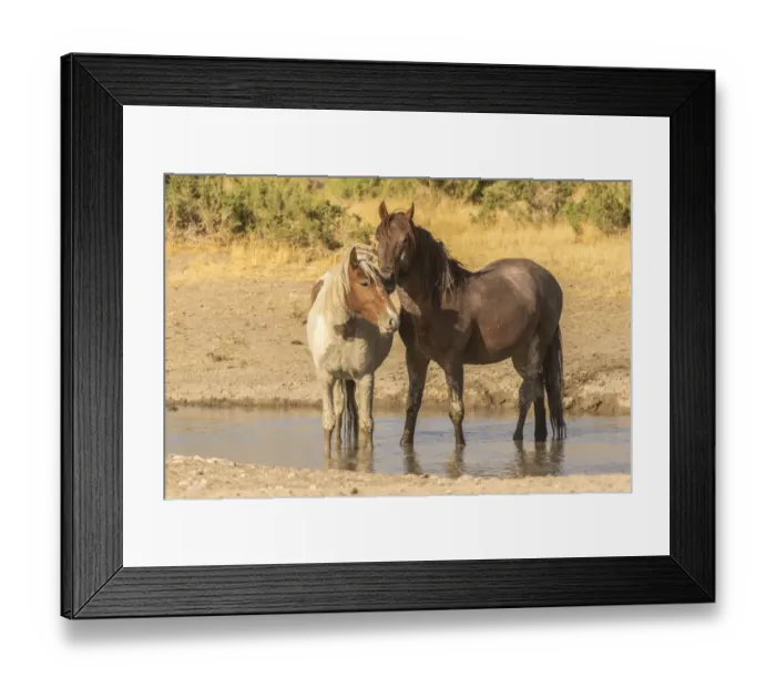 Framed Print : USA, Utah, Tooele County. Wild horses in waterhole