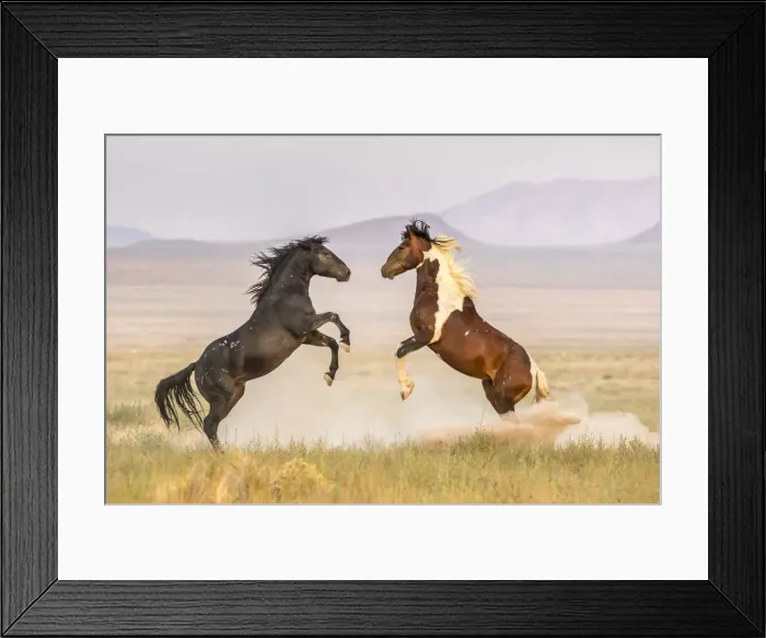Framed Print : USA, Utah, Tooele County. Wild stallions fighting