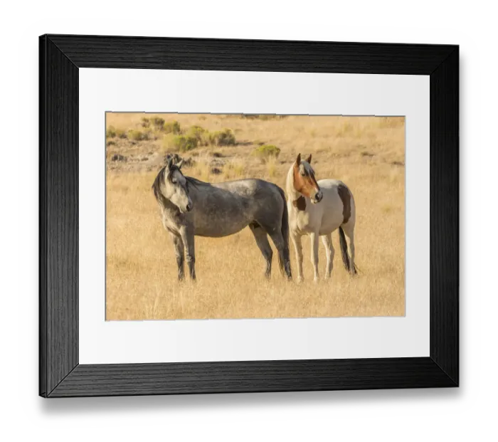 Framed Print : USA, Utah, Tooele County. Wild horses close-up Framed Print : USA, Utah, Tooele County. Wild horses close-up