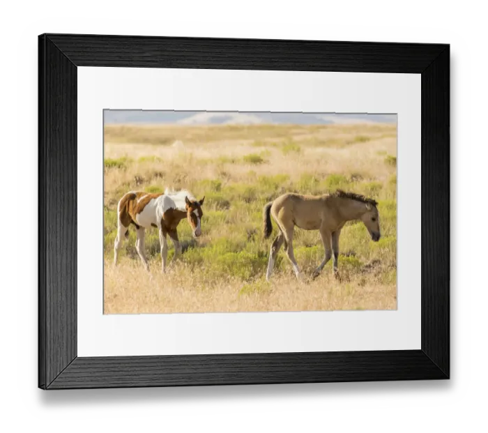 Framed Print : USA, Utah, Tooele County. Wild horse foals walking