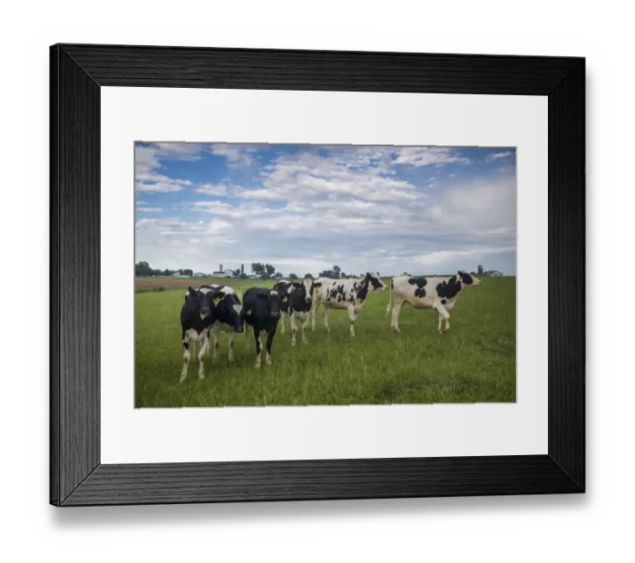 Framed Print : USA, Pennsylvania, Ronks. cows