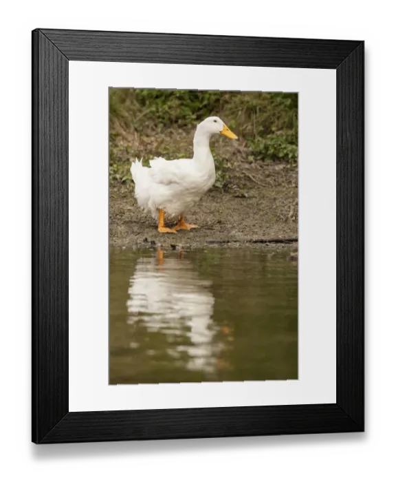 Framed Print : Houston, Texas, USA. Domestic Pekin or Long Island duck standing by the edge of a pond Framed Print : Houston, Texas, USA. Domestic Pekin or Long Island duck standing by the edge of a pond