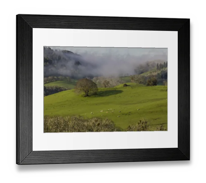 Framed Print : USA, Oregon, Whistlers Bend County Park. Overview of sheep in pasture. Credit as Framed Print : USA, Oregon, Whistlers Bend County Park. Overview of sheep in pasture. Credit as