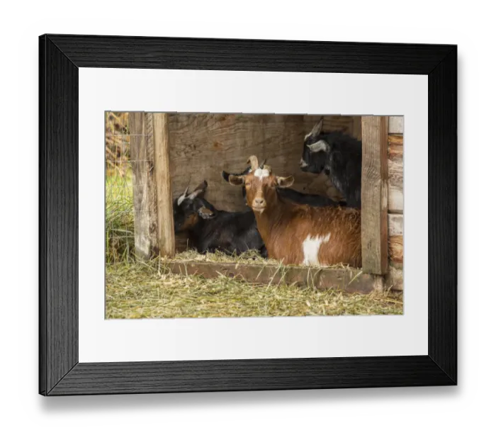 Framed Print : Hood River, Oregon, USA. Goats in their shelter during a rain Framed Print : Hood River, Oregon, USA. Goats in their shelter during a rain