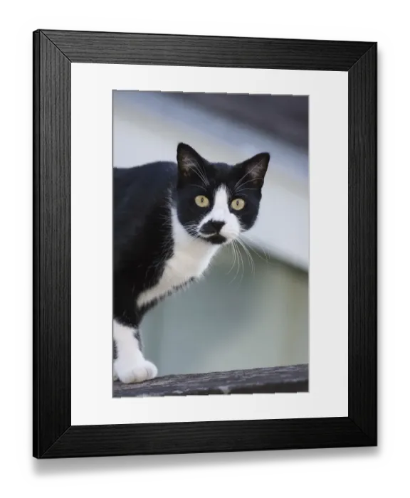 Framed Print : Houston, Texas, USA. Black and white cat on a fence