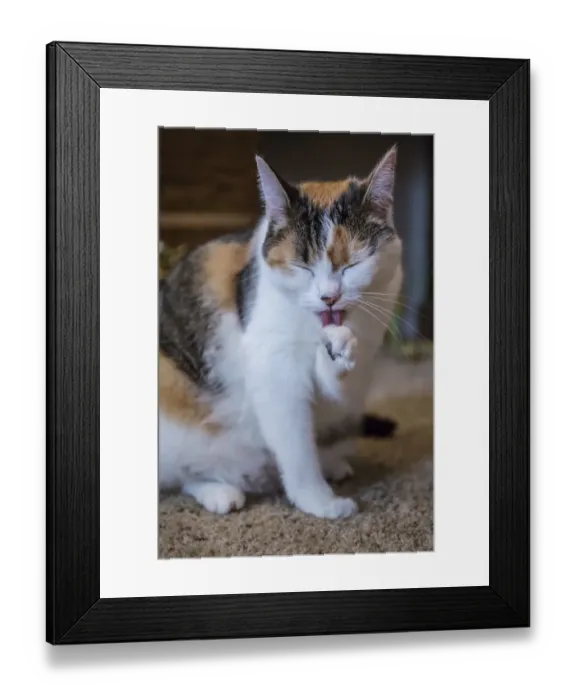 Framed Print : Calico cat cleaning her paw by licking it. (PR) Framed Print : Calico cat cleaning her paw by licking it. (PR)