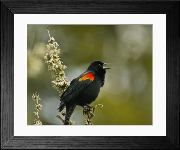 Framed Print : Male red wing blackbird, perched, Dawson Creek Park, Oregon, USA Framed Print : Male red wing blackbird, perched, Dawson Creek Park, Oregon, USA
