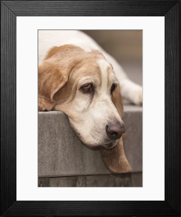 Framed Print : Houston, Texas, USA. Sad and bored elderly Basset Hound resting on a deck (PR) Framed Print : Houston, Texas, USA. Sad and bored elderly Basset Hound resting on a deck (PR)
