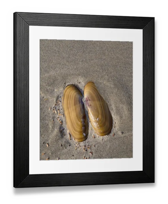 Framed Print : USA, Oregon, Oswald West State Park, Mussel shell and beach sand Framed Print : USA, Oregon, Oswald West State Park, Mussel shell and beach sand