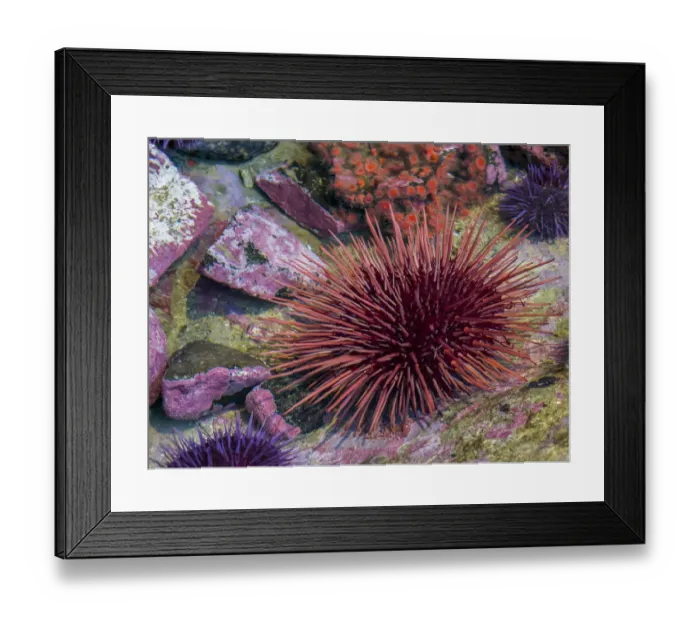 Framed Print : USA, Oregon, Newport. Sea urchin in a tide pool exhibit
