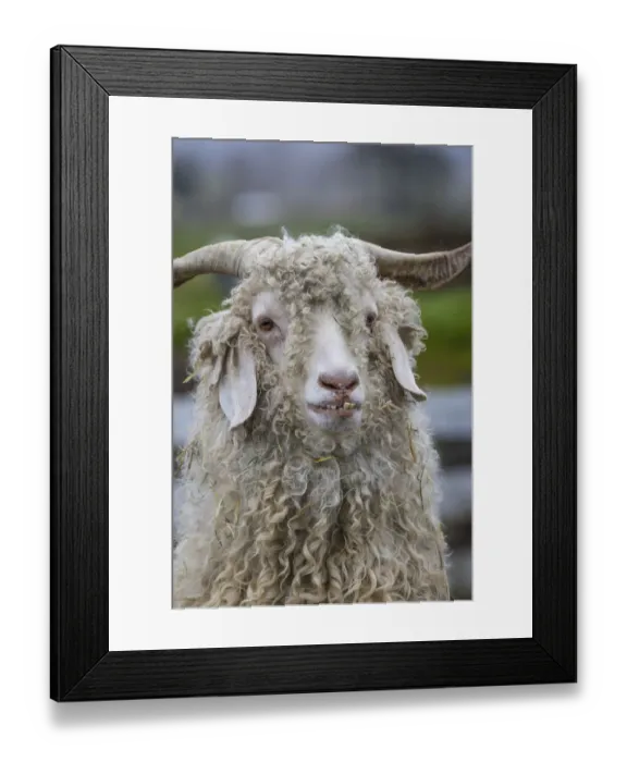 Framed Print : USA, Oregon. Old goat close-up. Credit as: Don Paulson  /  Jaynes Gallery  /  DanitaDelimont