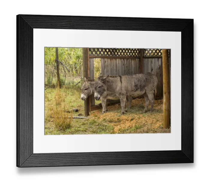 Framed Print : Hood River, Oregon, USA. Two donkeys taking shelter during a rain