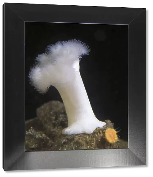 USA, Oregon, Newport. White sea anemone. Credit as: Wendy Kaveney  /  Jaynes Gallery  /  DanitaDelimont