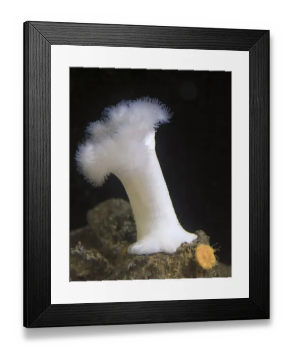 Framed Print : USA, Oregon, Newport. White sea anemone. Credit as: Wendy Kaveney / Jaynes Gallery / DanitaDelimont Framed Print : USA, Oregon, Newport. White sea anemone. Credit as: Wendy Kaveney / Jaynes Gallery / DanitaDelimont
