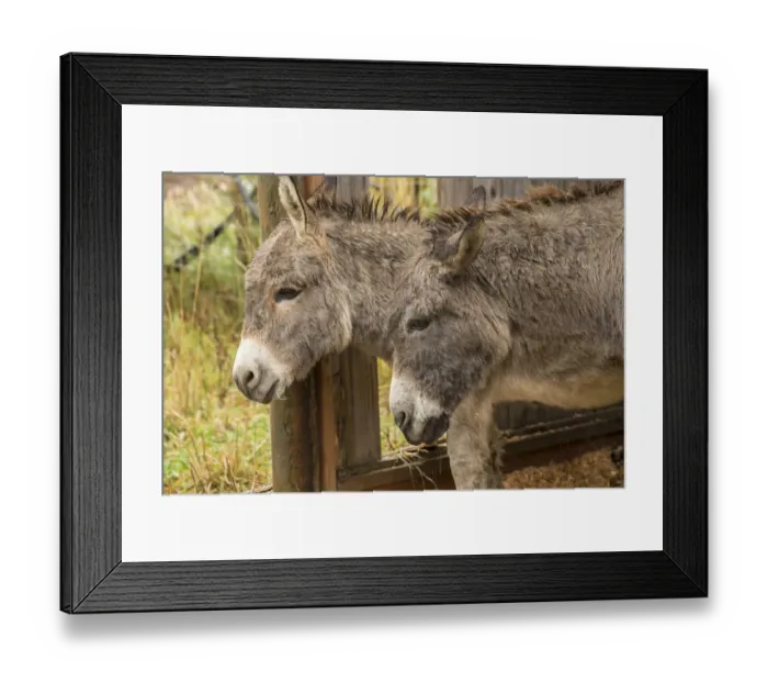 Framed Print : Hood River, Oregon, USA. Two donkeys taking shelter during a rain Framed Print : Hood River, Oregon, USA. Two donkeys taking shelter during a rain