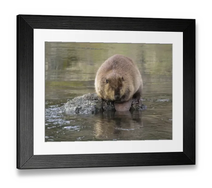 Framed Print : Rogue River, Oregon, USA. Beaver sitting on a rock in a stream in a wilderness area