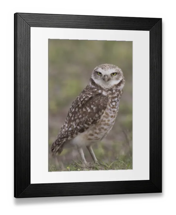 Framed Print : Burrowing owl