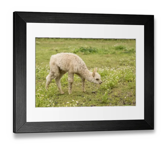 Framed Print : Hood River, Oregon, USA. Baby or cria alpaca grazing in pasture during a light rain Framed Print : Hood River, Oregon, USA. Baby or cria alpaca grazing in pasture during a light rain