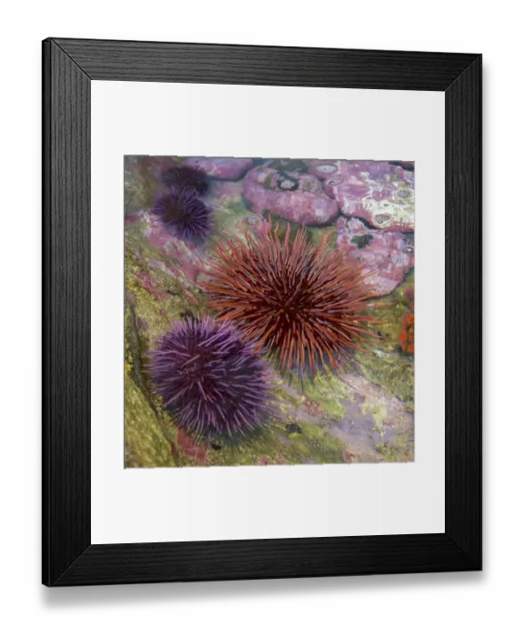 Framed Print : USA, Oregon, Newport. Sea urchins in a tide pool exhibit Framed Print : USA, Oregon, Newport. Sea urchins in a tide pool exhibit