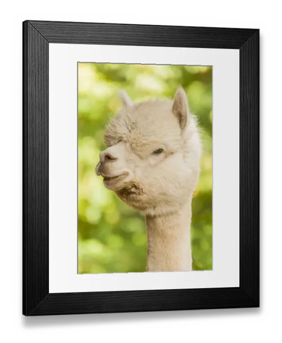 Framed Print : Hood River, Oregon, USA. Portrait of an Alpaca Framed Print : Hood River, Oregon, USA. Portrait of an Alpaca