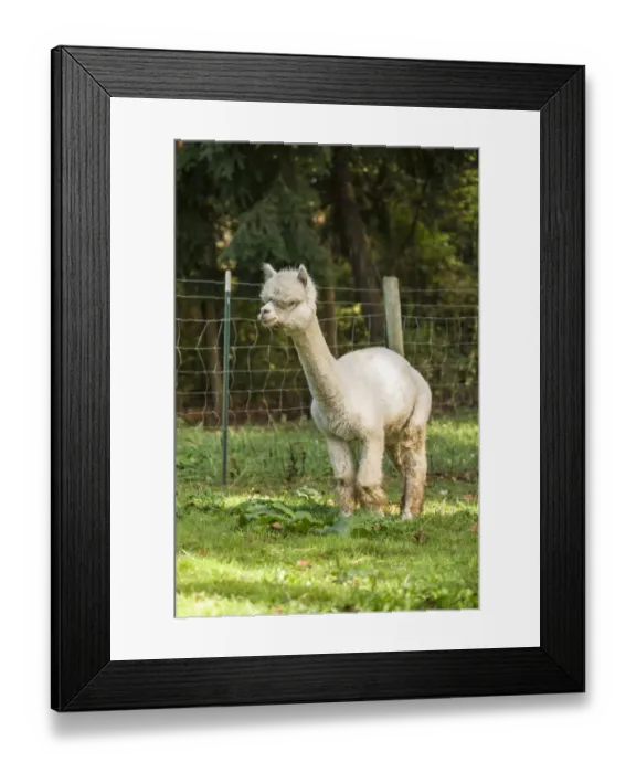 Framed Print : Hood River, Oregon, USA. Alpaca walking in a pasture