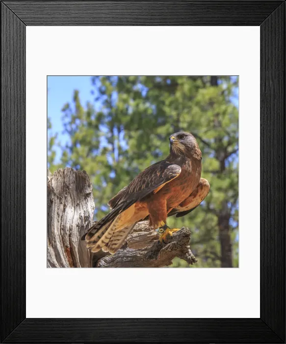 Framed Print : USA, Eastern Oregon, Bend, Raptors of the Desert Sky. High Desert Museum