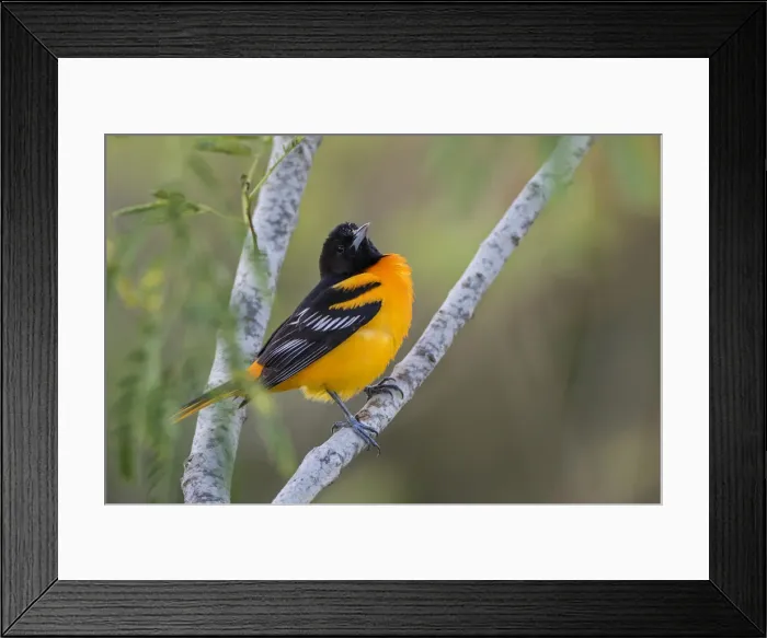 Framed Print : Baltimore Oriole (Icterus galbula) adult perched