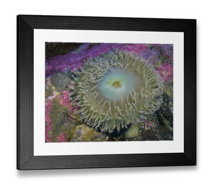 Framed Print : USA, Oregon, Newport. Sea anemone in a tide pool exhibit Framed Print : USA, Oregon, Newport. Sea anemone in a tide pool exhibit