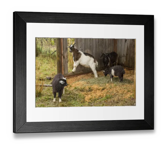 Framed Print : Hood River, Oregon, USA. Three Nubian and other goats taking shelter from the rain Framed Print : Hood River, Oregon, USA. Three Nubian and other goats taking shelter from the rain