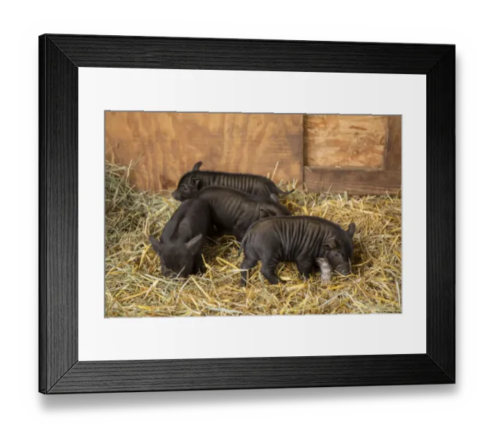 Framed Print : Hood River, Oregon, USA. Three piglets about two weeks old in their barn Framed Print : Hood River, Oregon, USA. Three piglets about two weeks old in their barn