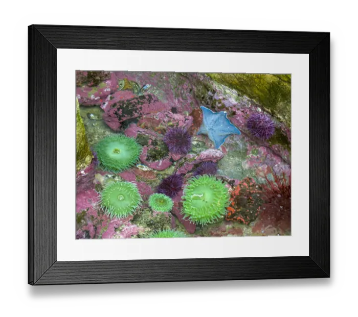 Framed Print : USA, Oregon, Newport. Green sea anemones and blue sea star in a tide pool exhibit
