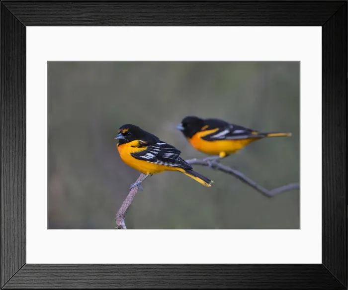 Framed Print : Baltimore Oriole (Icterus galbula) adults perched Framed Print : Baltimore Oriole (Icterus galbula) adults perched
